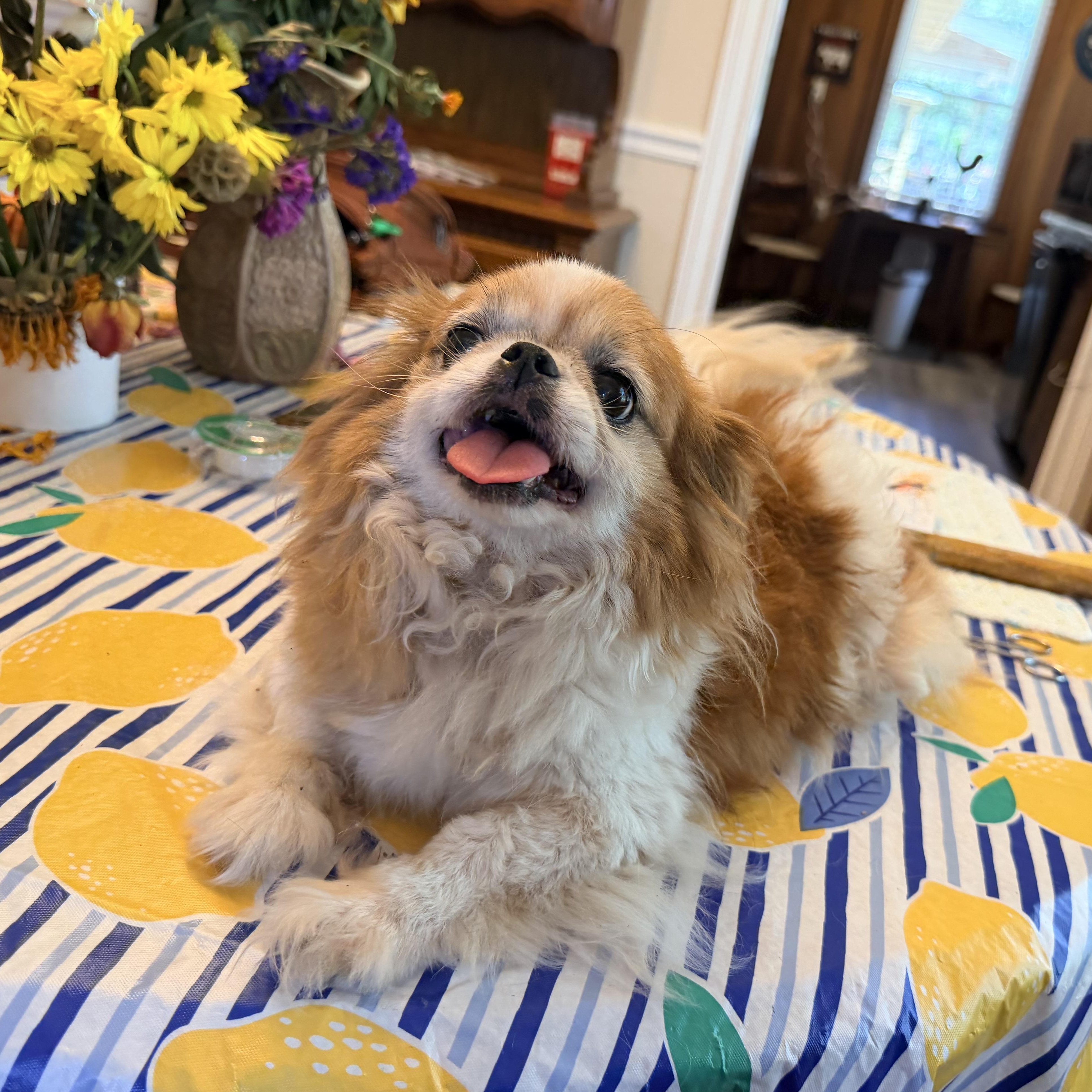 Stanley, Adoptable, Adult Male Pekingese.