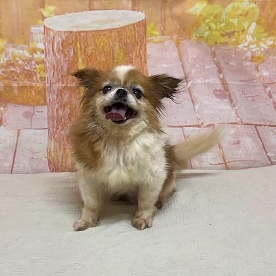 Enlarge Stanley, a Adoptable mixed breed in Simsbury, CT image 2/5