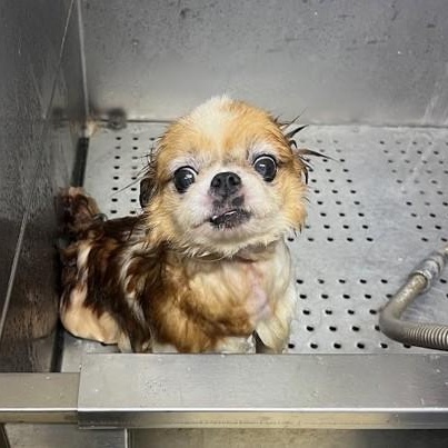 Enlarge Stanley, a Adoptable mixed breed in Simsbury, CT image 4/5