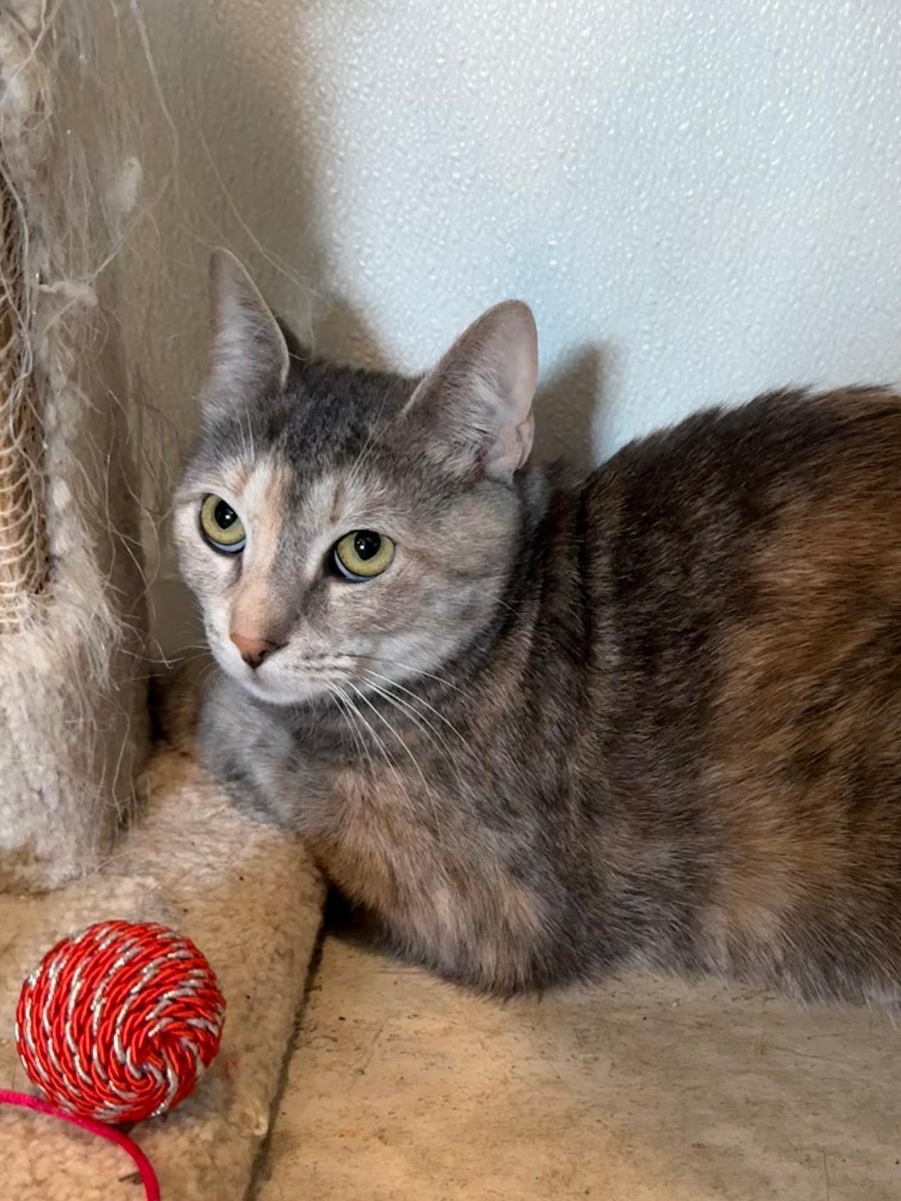 Burrata, a Adoptable Dilute Calico in Honesdale, PA image 1/3
