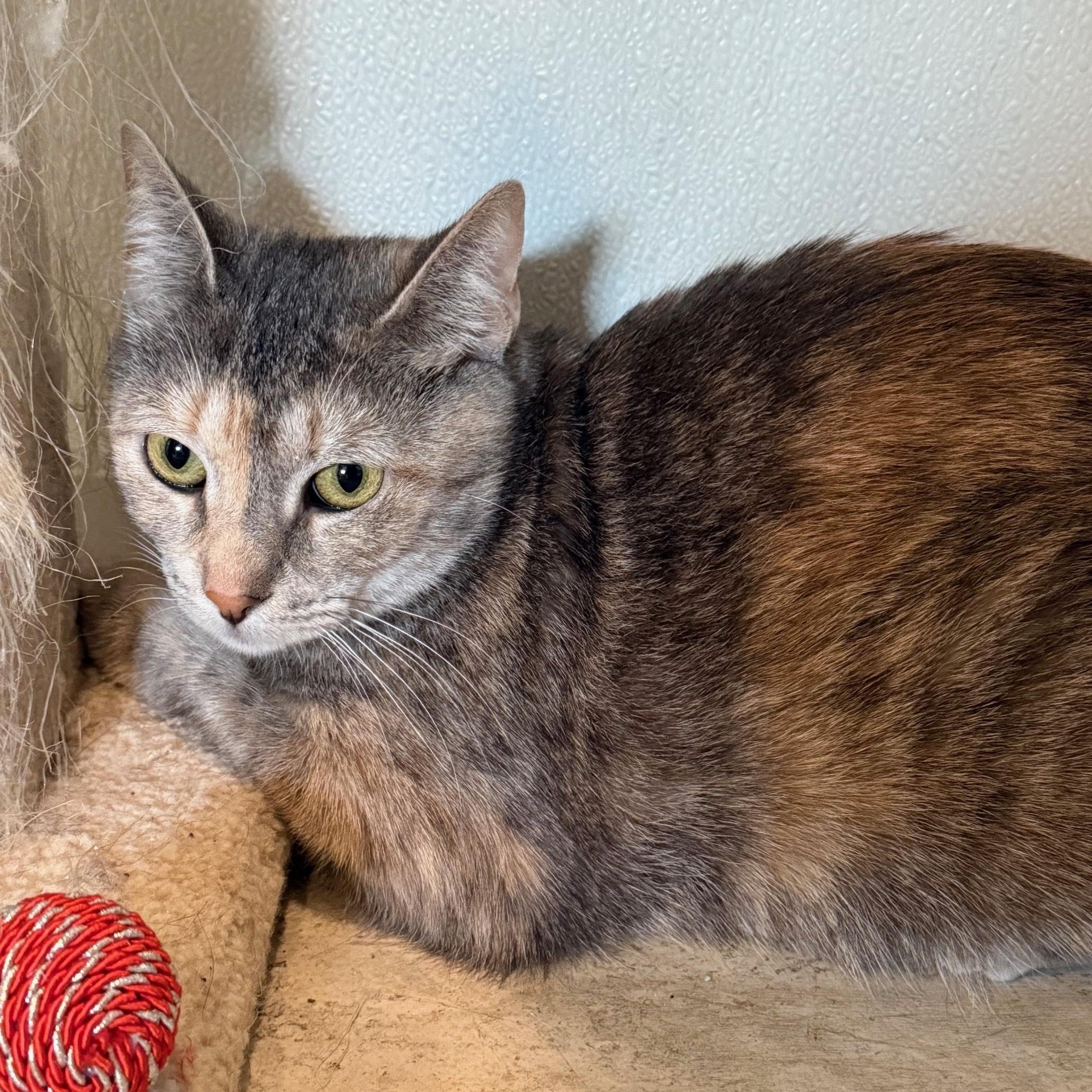 Burrata, a Adoptable Dilute Calico in Honesdale, PA image 2/3