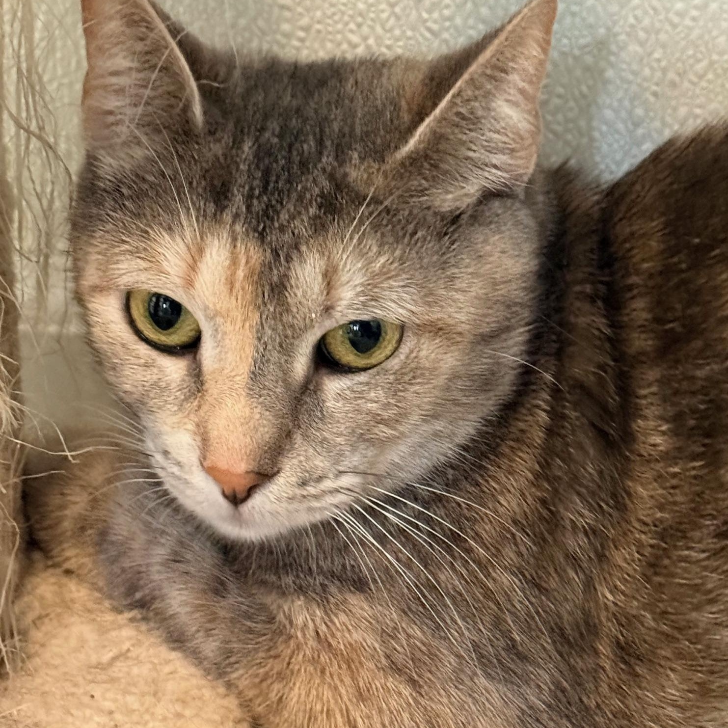 Burrata, a Adoptable Dilute Calico in Honesdale, PA image 3/3