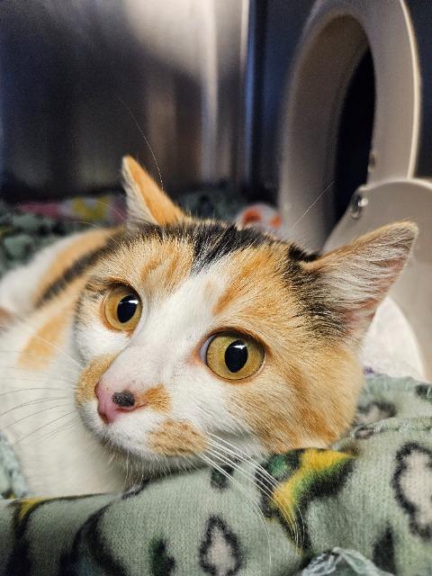 Linda, Adopted, Young Female Domestic Short Hair.