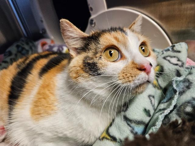 Enlarge Linda, a Adopted mixed breed in Barron, WI image 3/6