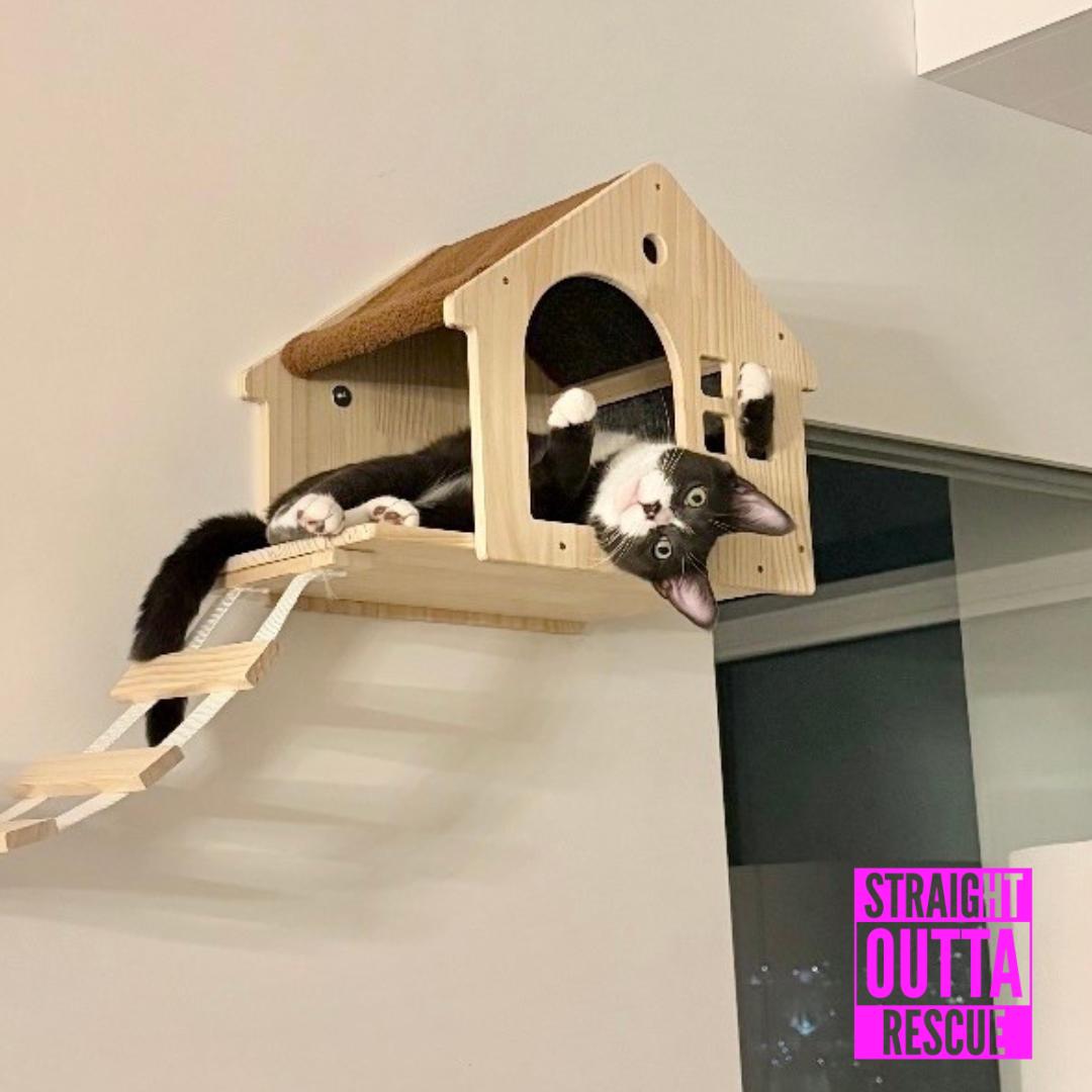 Junebug, a ADOPTABLE Domestic Short Hair in Vancouver, BC image 2/5