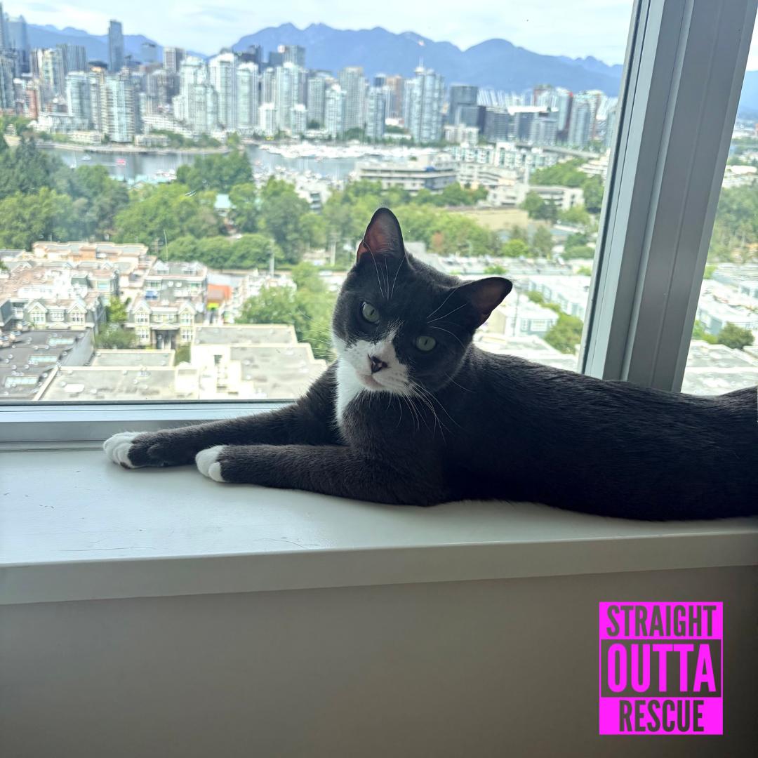 Junebug, a ADOPTABLE Domestic Short Hair in Vancouver, BC image 1/5