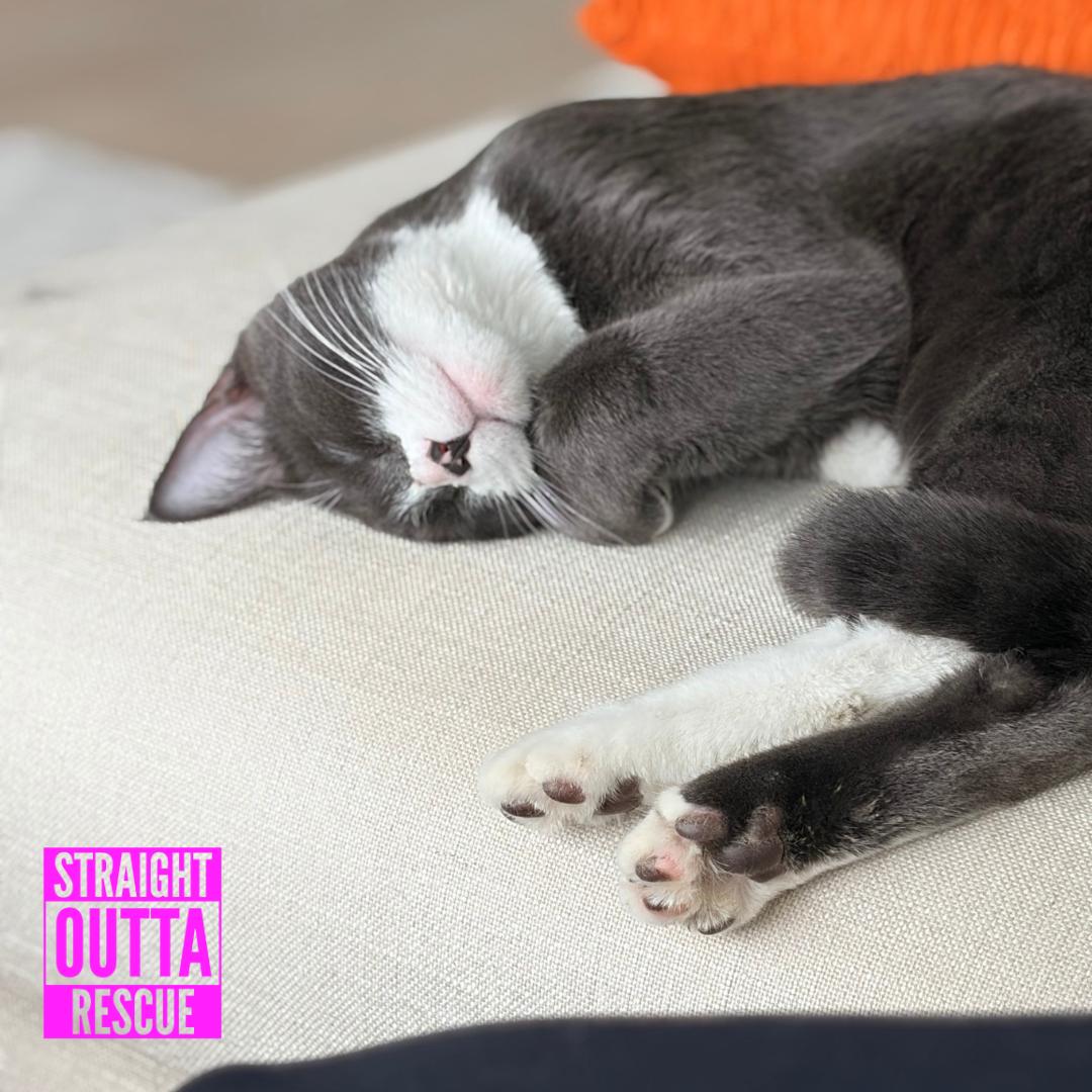 Junebug, a ADOPTABLE Domestic Short Hair in Vancouver, BC image 3/5