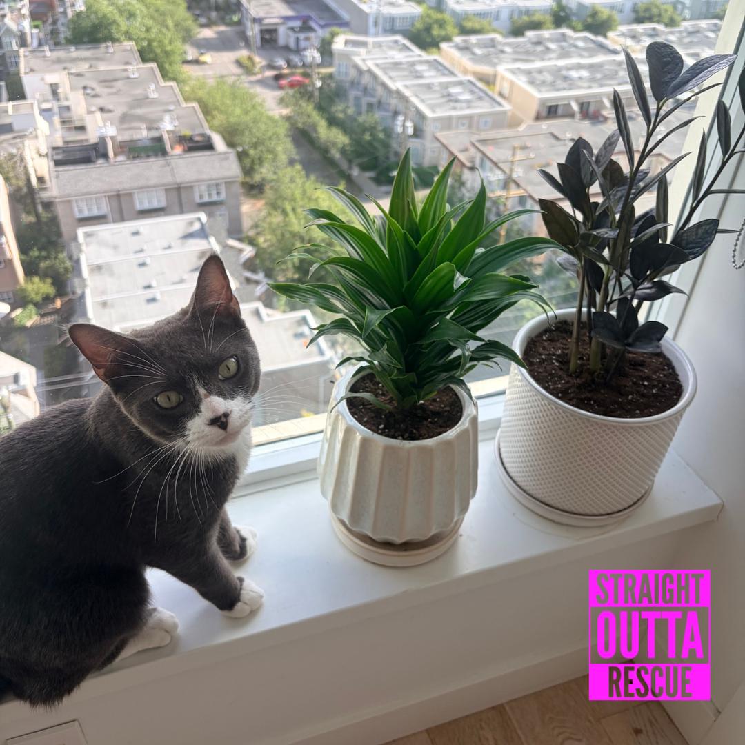 Junebug, a ADOPTABLE Domestic Short Hair in Vancouver, BC image 5/5