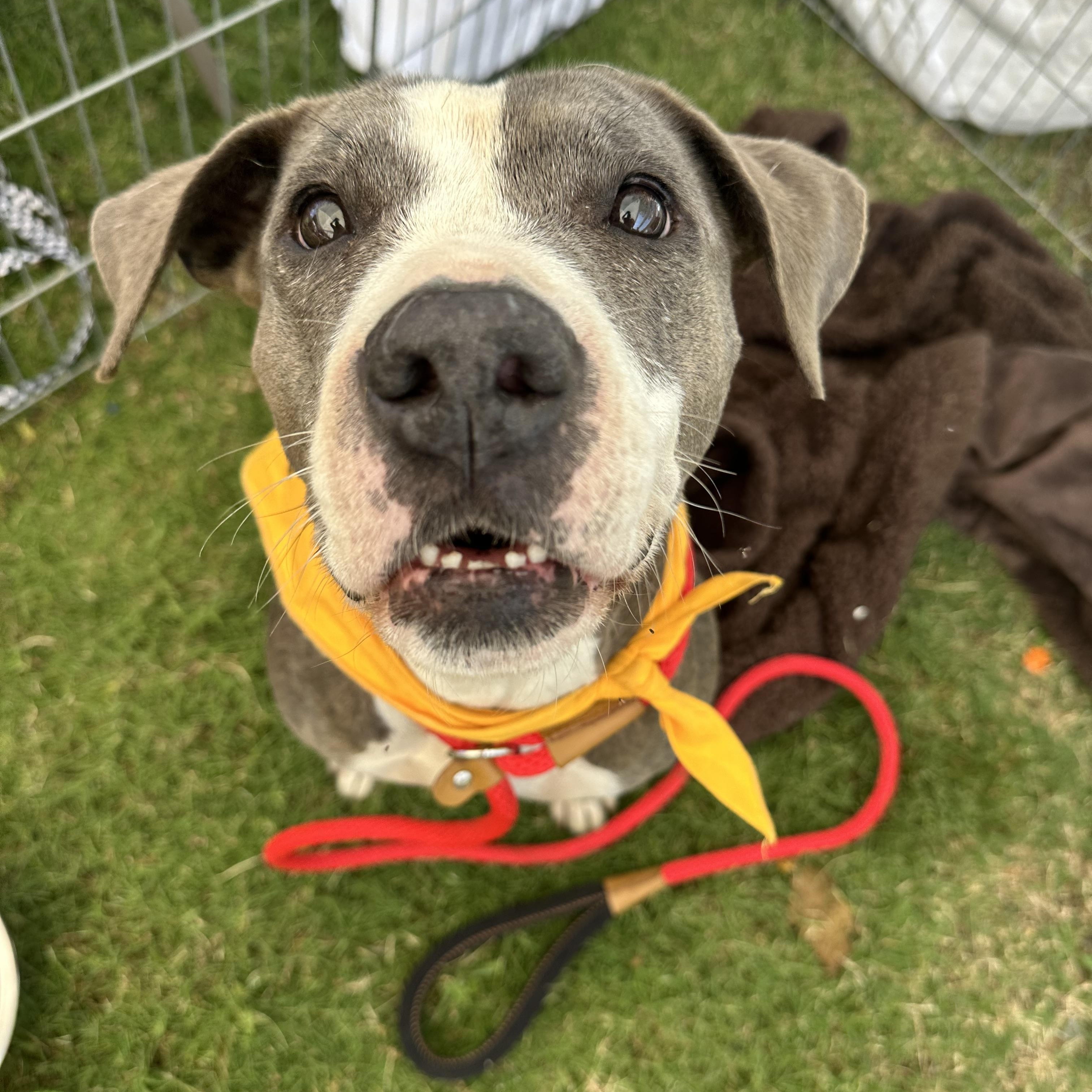 Elsa, an adoptable Pit Bull Terrier in Bend, OR, 97701 | Photo Image 2
