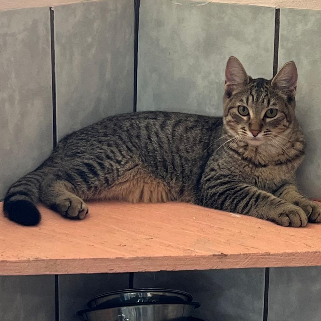 Elmer, a Adoptable Domestic Short Hair in Vieques, PR image 1/3