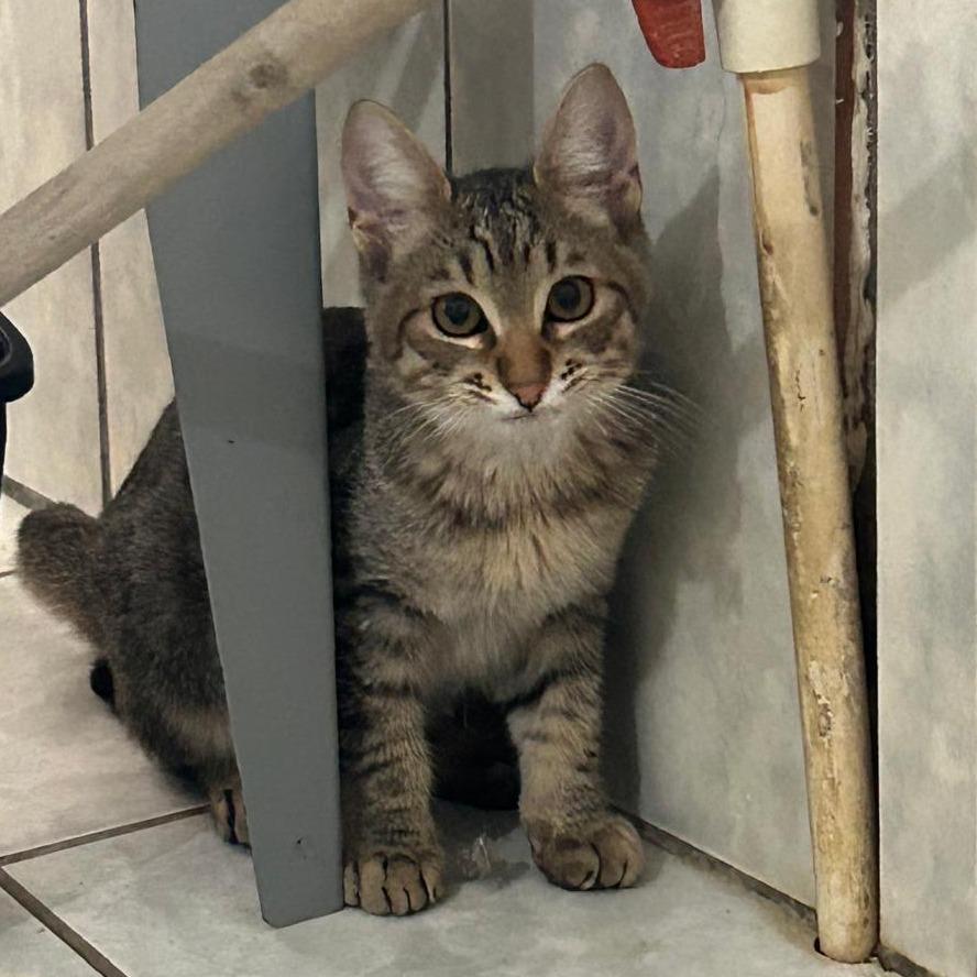 Elmer, a Adoptable Domestic Short Hair in Vieques, PR image 2/3