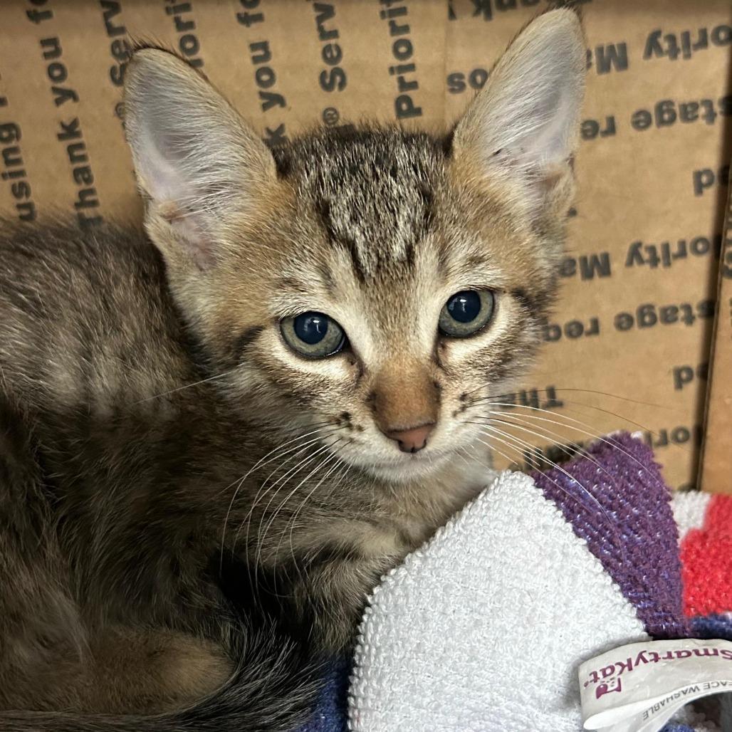 Elmer, a Adoptable Domestic Short Hair in Vieques, PR image 3/3