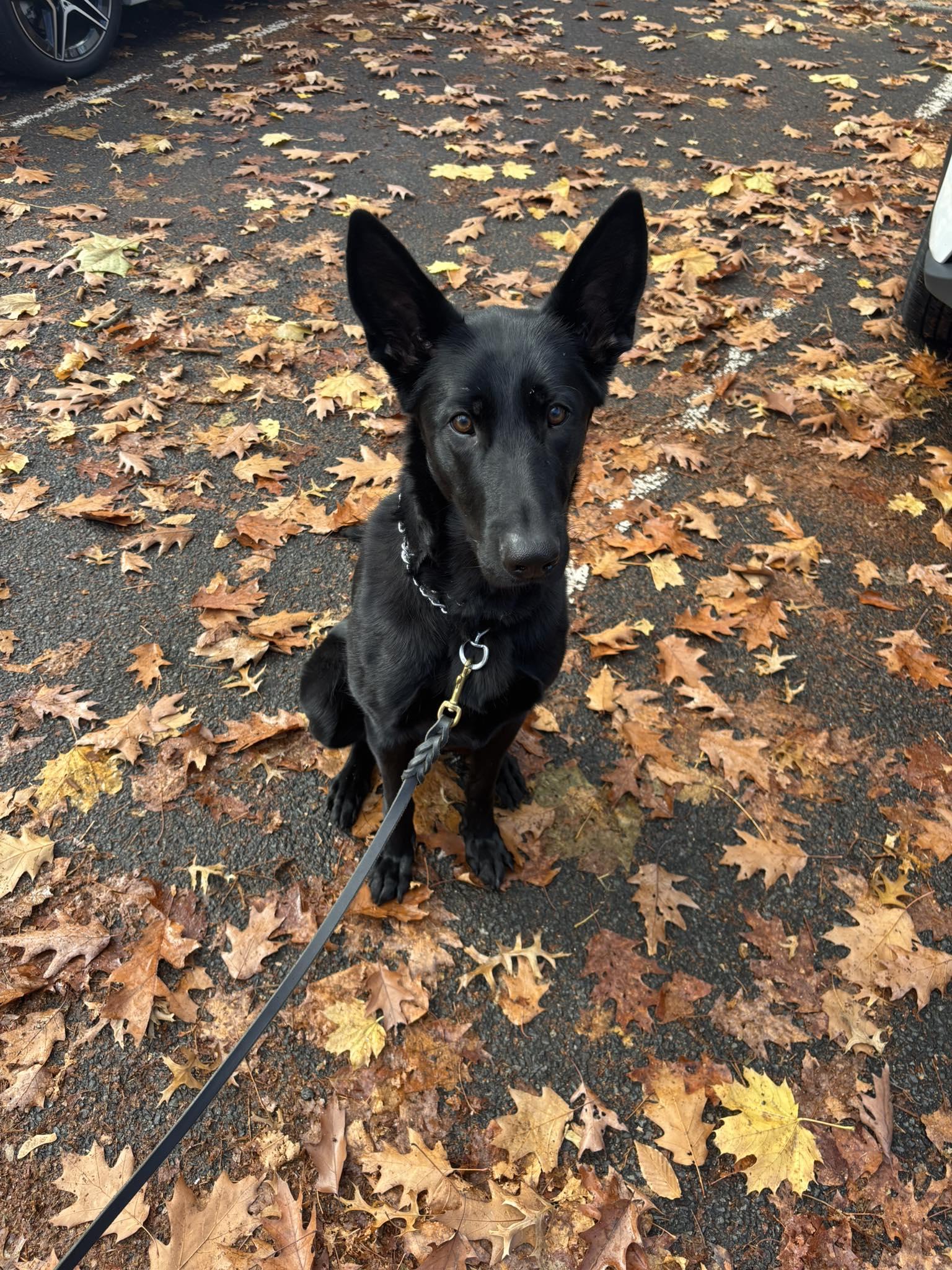 Ivy, Adopted, Young Female German Shepherd Dog.
