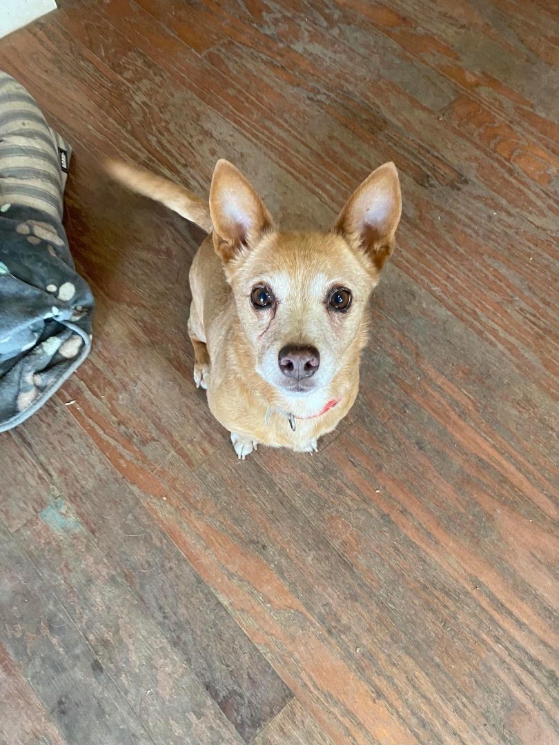 Bella, a Adoptable mixed breed in Leon, KS image 1/2