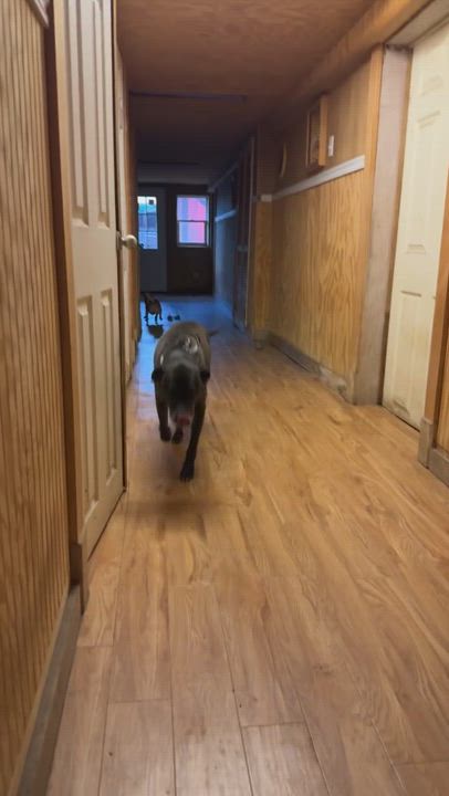 Enlarge Bella, a Adoptable mixed breed in Leon, KS video 2/2