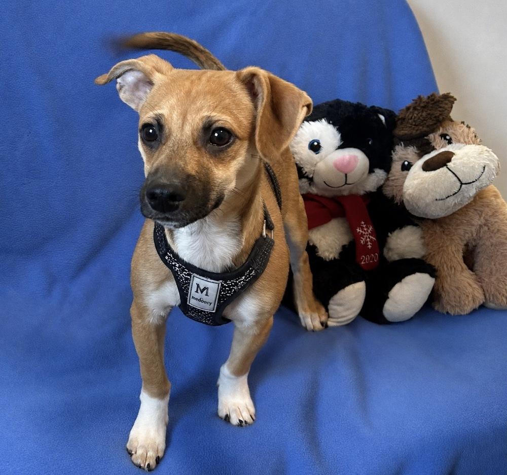Enlarge Popeye, a Adoptable mixed breed in Cedartown, GA image 1/1