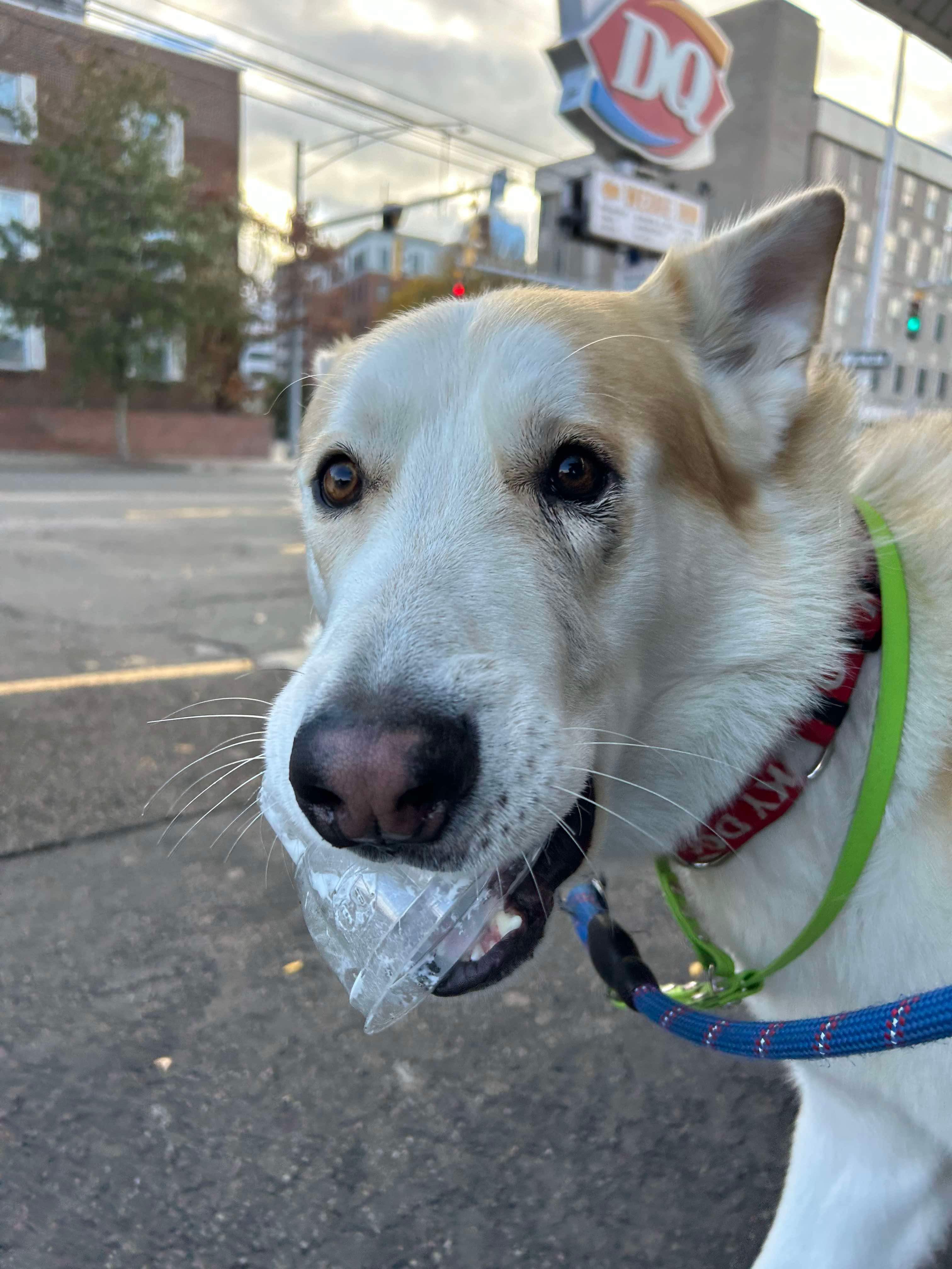 Enlarge JONATHON, a Adoptable Husky in Stamford, CT image 5/6