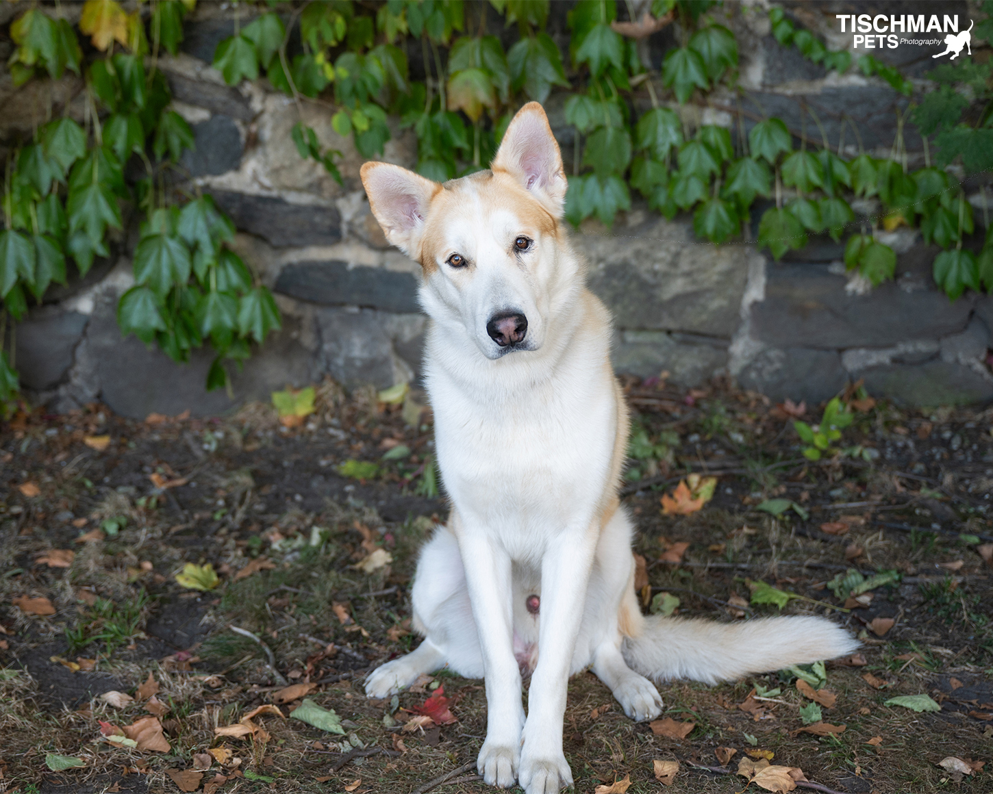 Enlarge JONATHON, a Adoptable Husky in Stamford, CT image 6/6
