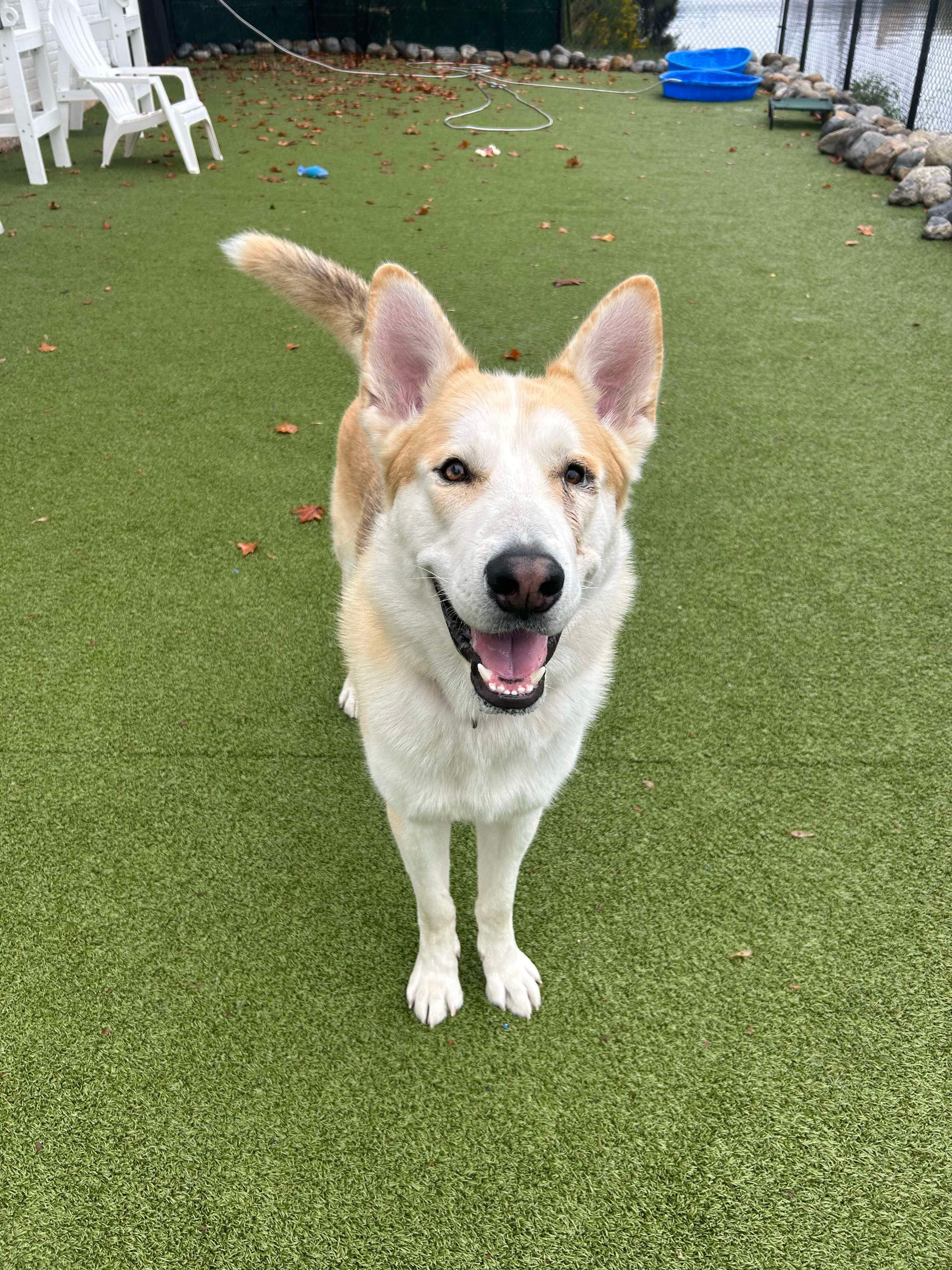 Enlarge JONATHON, a Adoptable Husky in Stamford, CT image 2/6