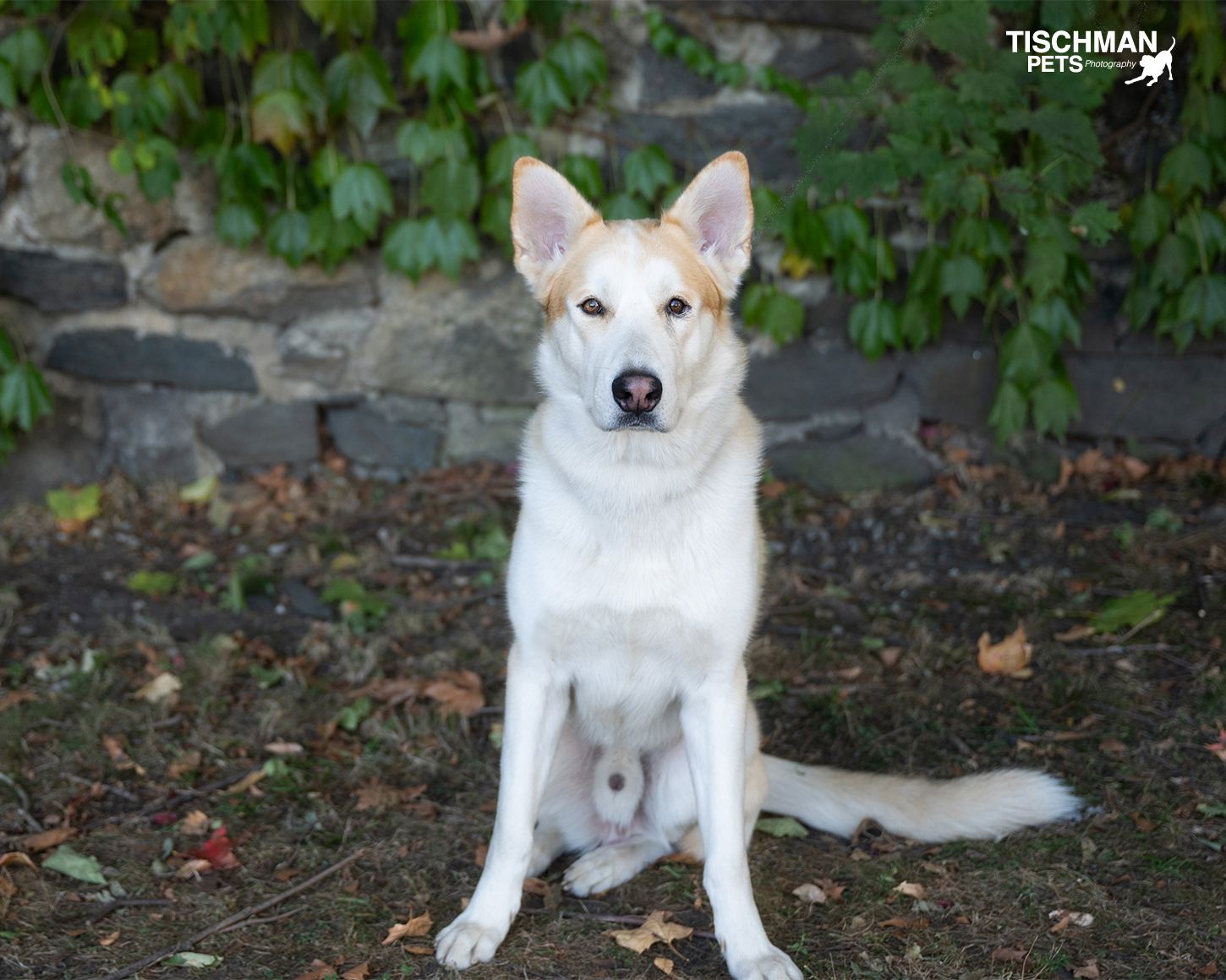 Enlarge JONATHON, a Adoptable Husky in Stamford, CT image 3/6
