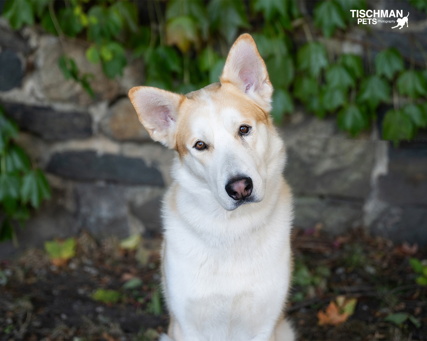 Enlarge JONATHON, a Adoptable Husky in Stamford, CT image 4/6