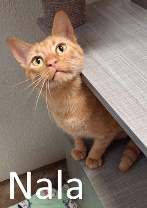 Nala, a Adoptable mixed breed in Mountain View, AR image 1/3