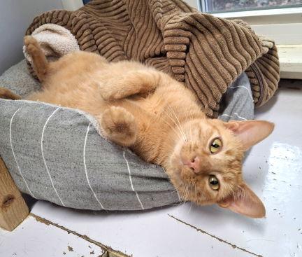 Nala, a Adoptable mixed breed in Mountain View, AR image 2/3