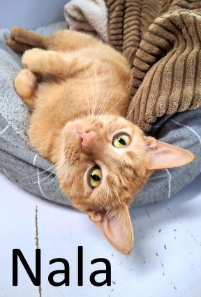 Nala, a Adoptable mixed breed in Mountain View, AR image 3/3