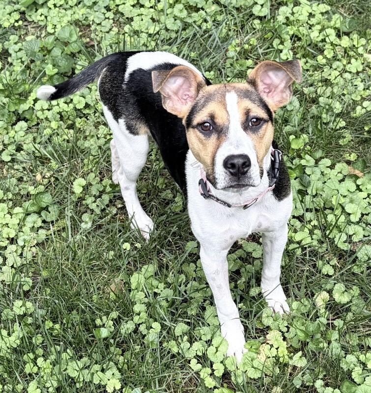 Enlarge Luna, a Adoptable Hound in Maryville, TN image 1/6