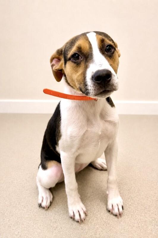 Enlarge Luna, a Adoptable Hound in Maryville, TN image 3/6