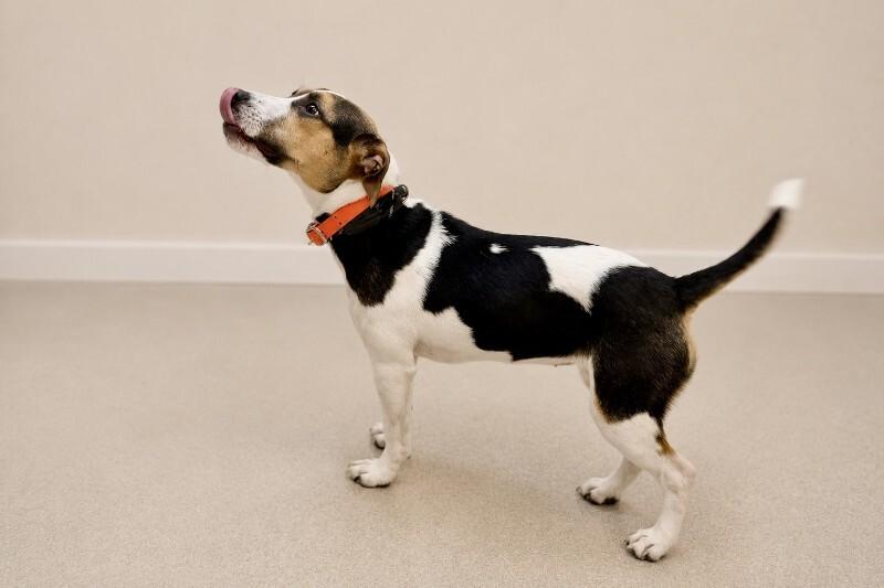 Enlarge Luna, a Adoptable Hound in Maryville, TN image 4/6
