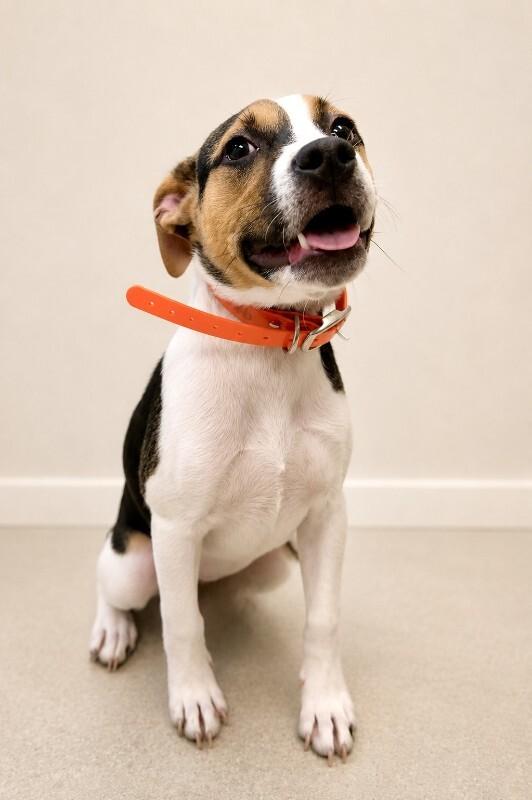 Enlarge Luna, a Adoptable Hound in Maryville, TN image 5/6