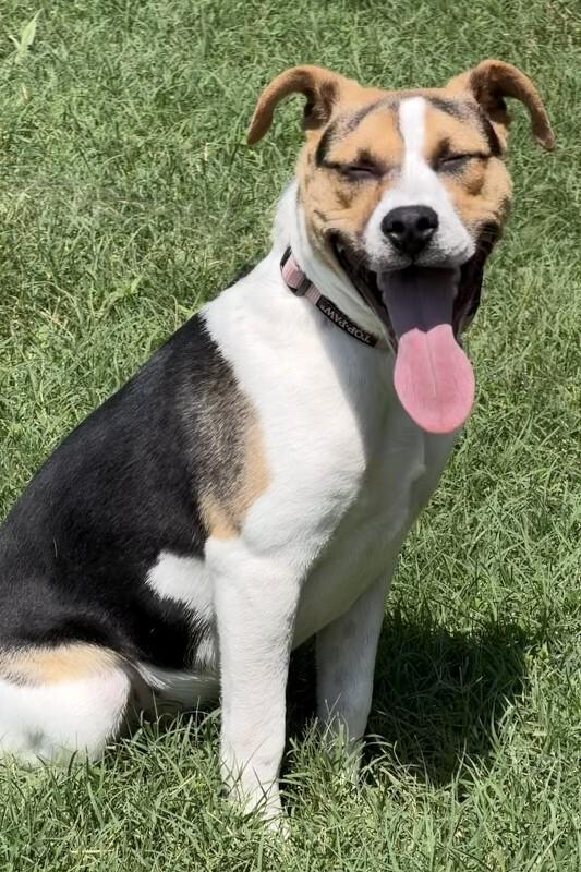 Enlarge Luna, a Adoptable Hound in Maryville, TN image 6/6
