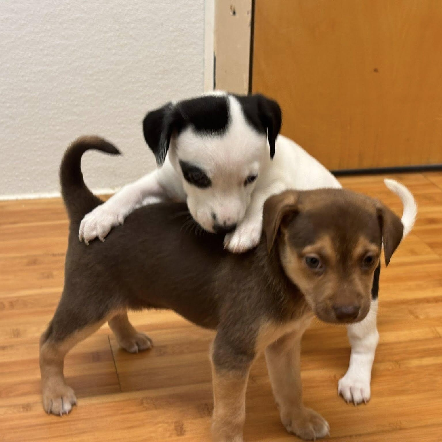 Enlarge Kaitlyn M, a Adoptable mixed breed in Nanuet, NY image 5/6