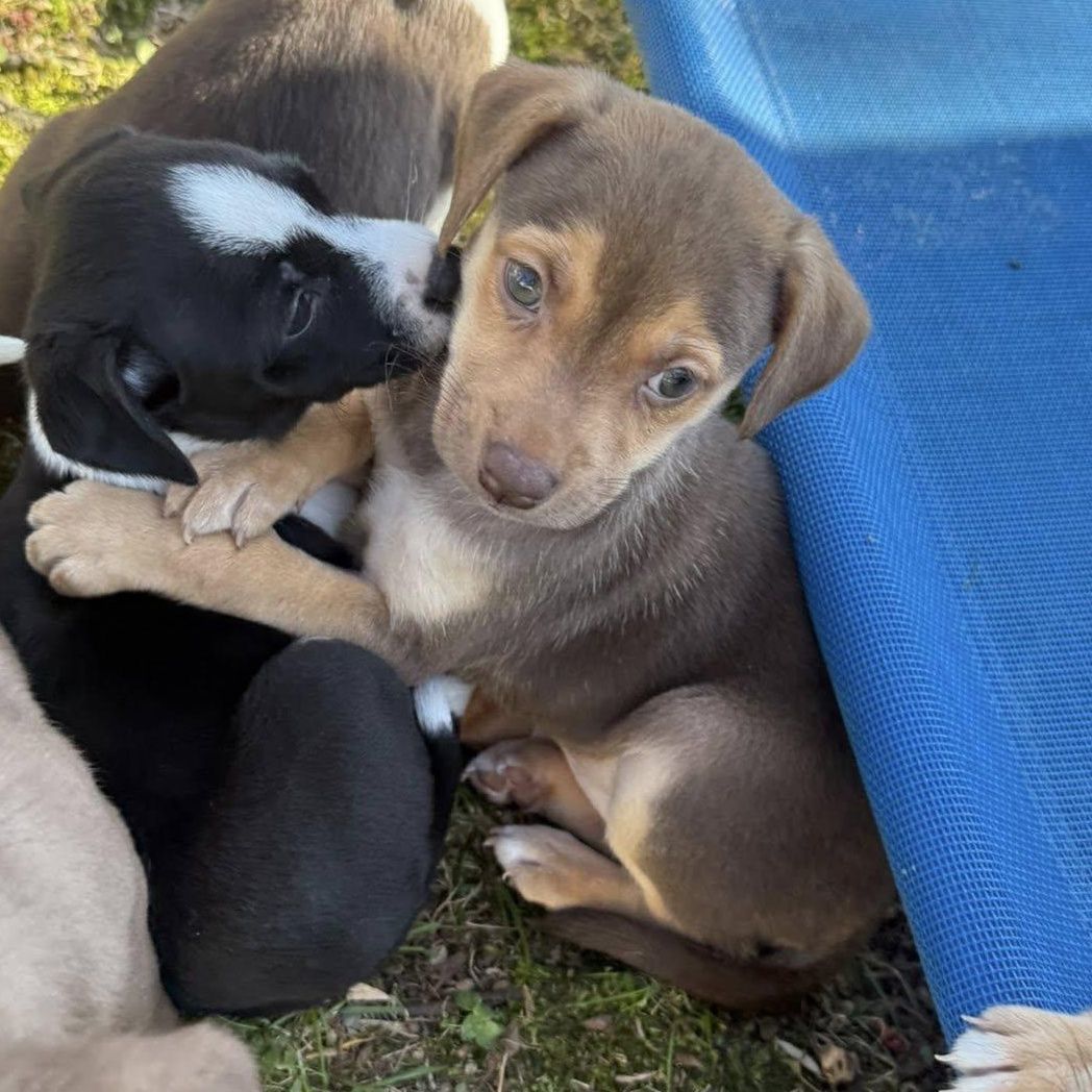 Kaitlyn M, Adoptable, Puppy Female Beagle & Dachshund.