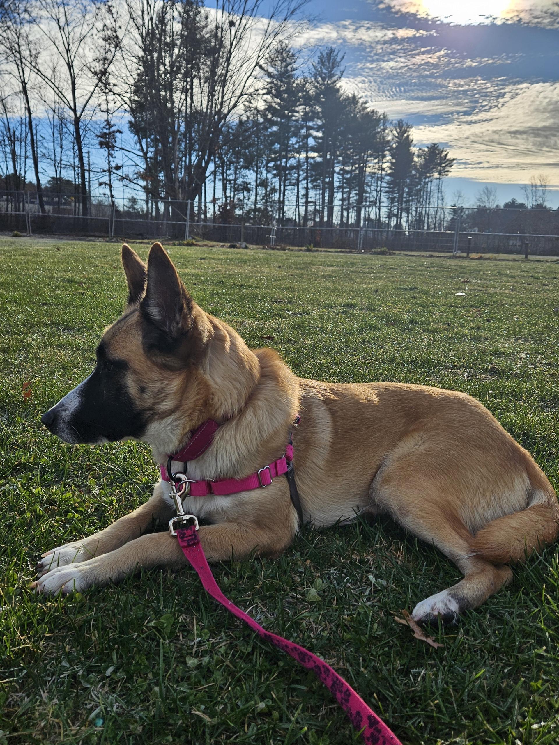 Enlarge Penny, an adoptable mixed breed in Salem, NH image 5/5