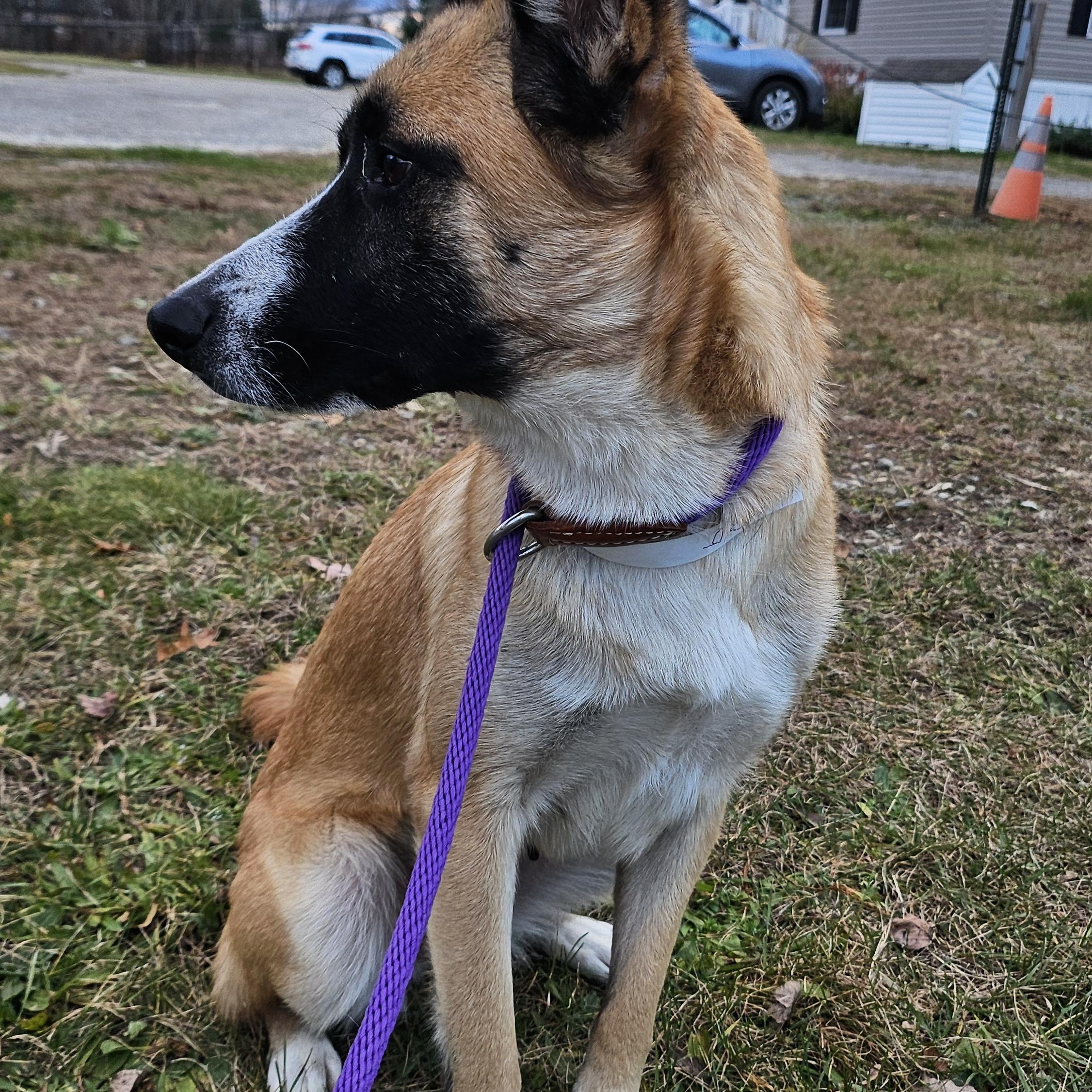 Enlarge Penny, an adoptable mixed breed in Salem, NH image 4/5