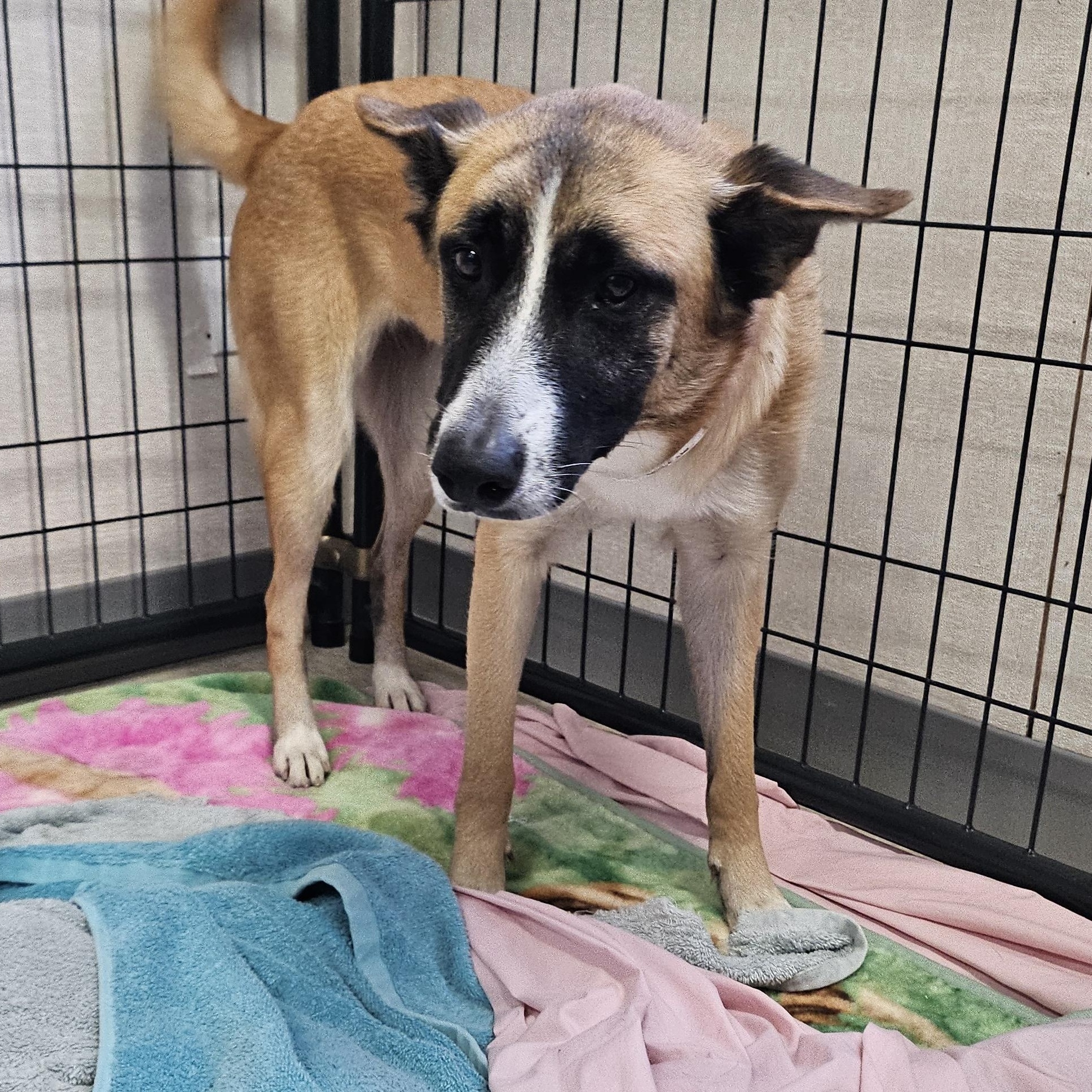 Enlarge Penny, an adoptable mixed breed in Salem, NH image 3/5