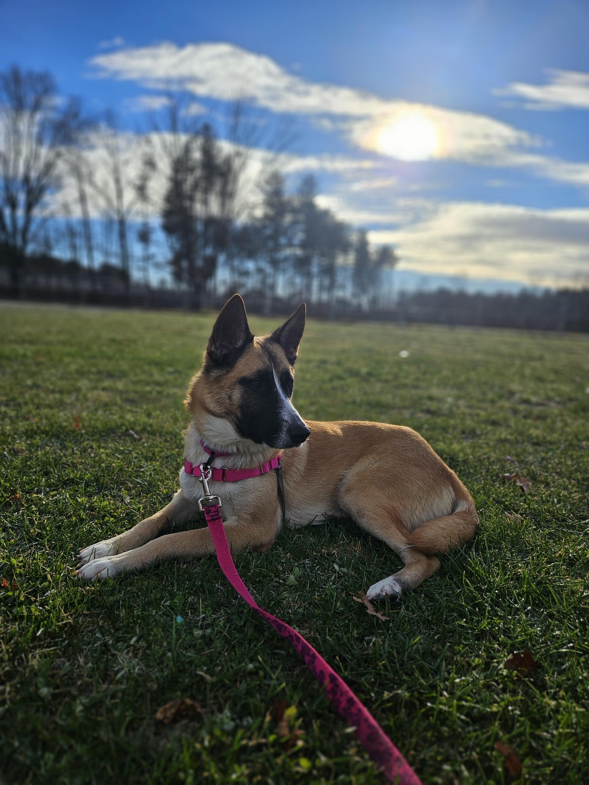 Penny, adoptable, Young Female Shepherd.