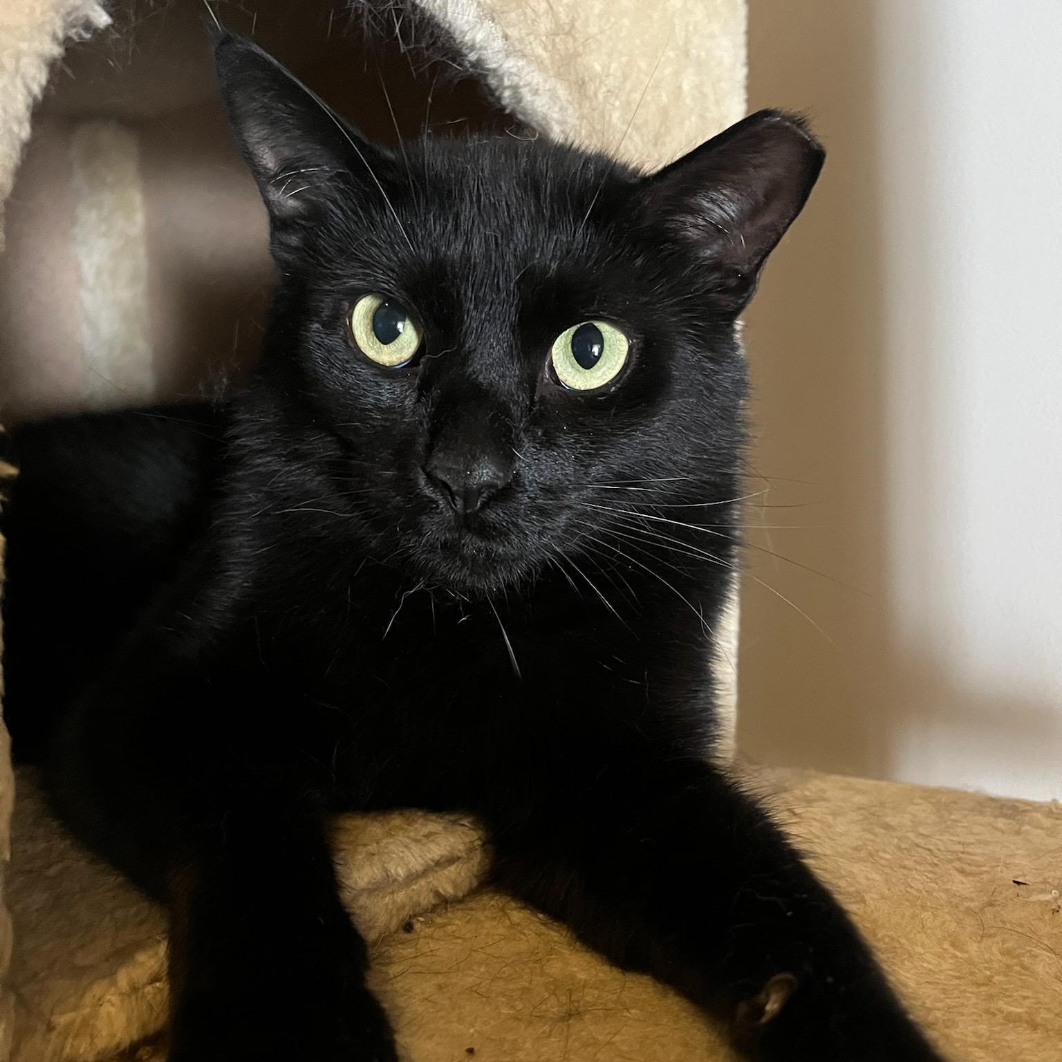Buster, a ADOPTABLE mixed breed in Hamilton, ON image 4/6