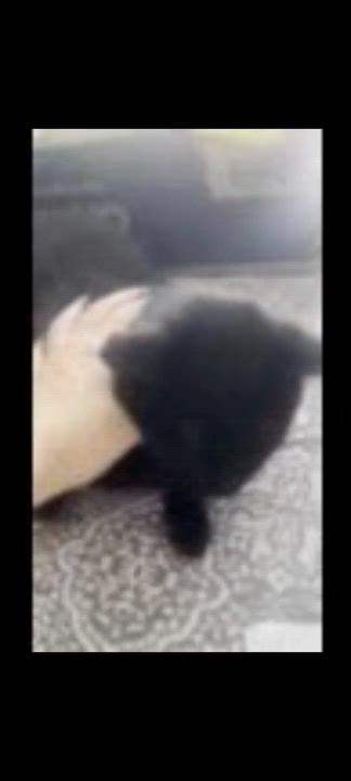 Enlarge Buster, a ADOPTABLE mixed breed in Hamilton, ON video 6/6