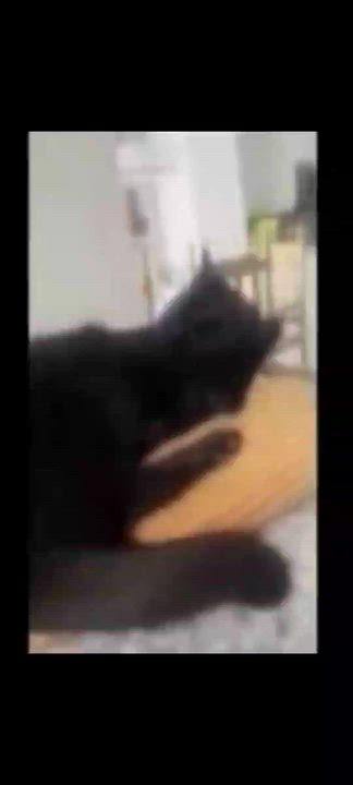 Enlarge Buster, a ADOPTABLE mixed breed in Hamilton, ON video 3/6