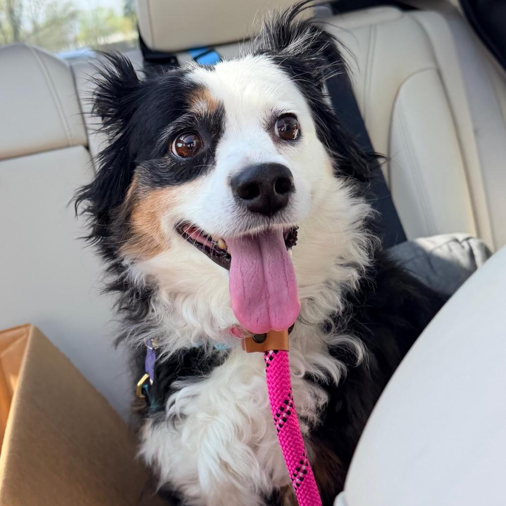 Enlarge Panda, a Adoptable Australian Shepherd in Saint John, IN image 1/4