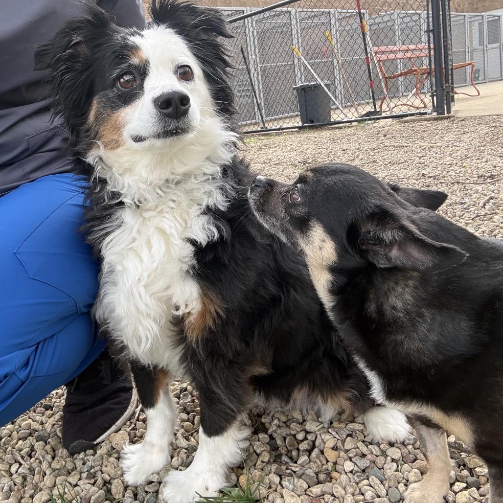 Enlarge Panda, a Adoptable Australian Shepherd in Saint John, IN image 2/4