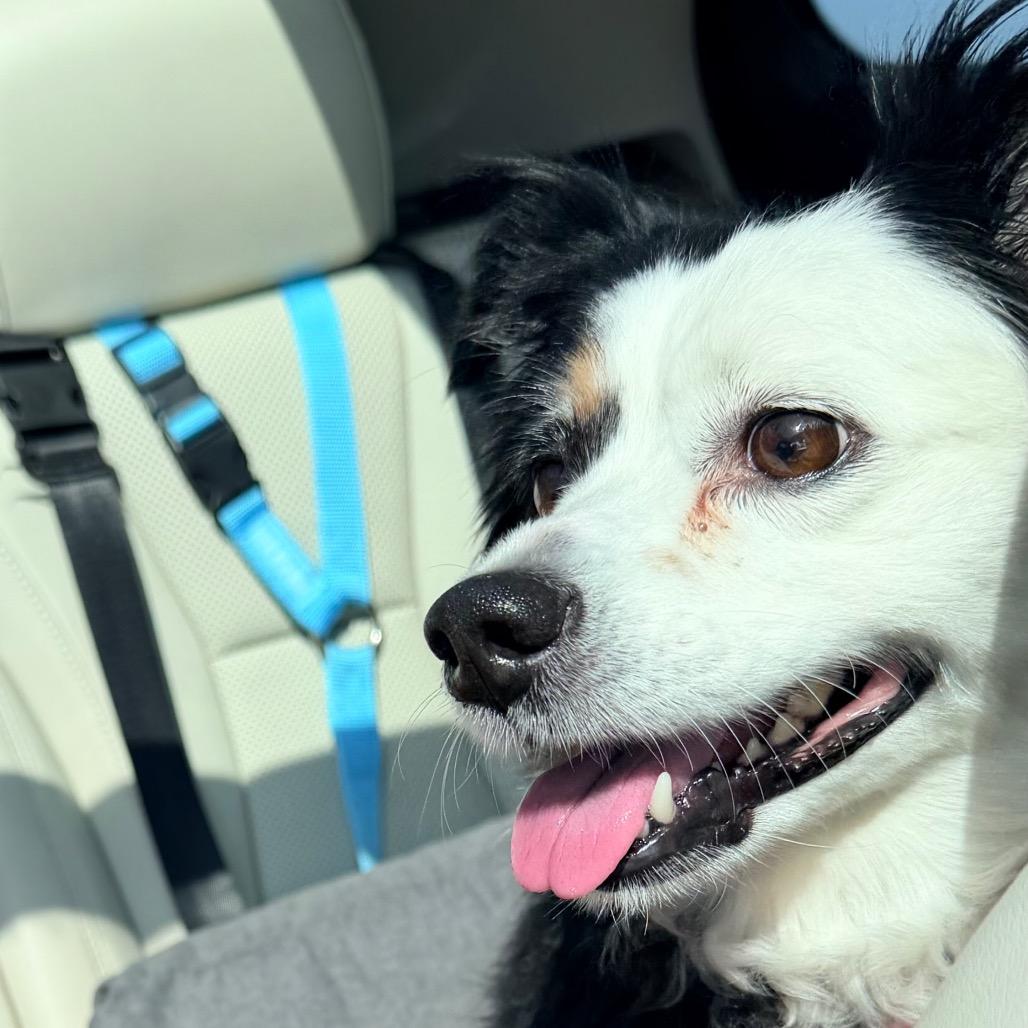 Enlarge Panda, a Adoptable Australian Shepherd in Saint John, IN image 3/4