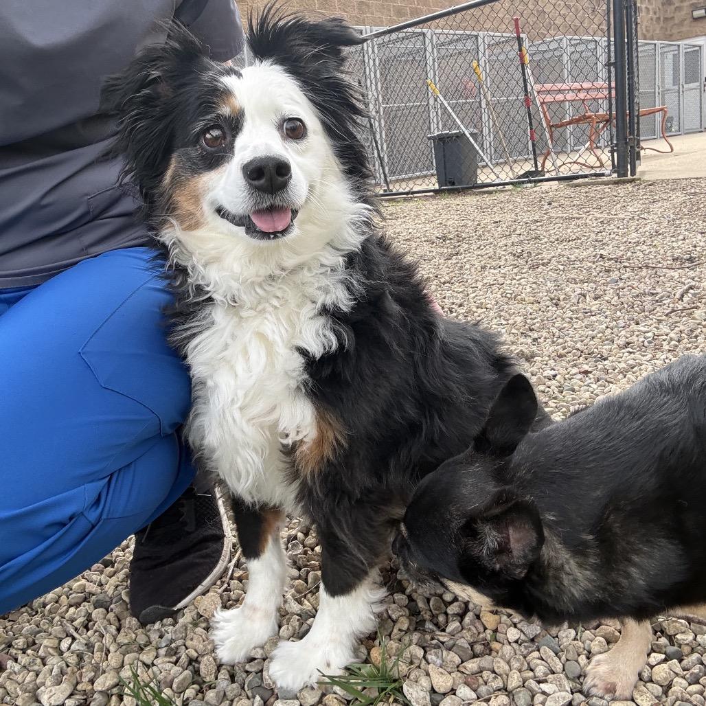 Enlarge Panda, a Adoptable Australian Shepherd in Saint John, IN image 4/4