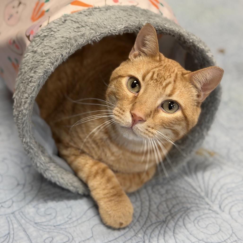 Enlarge Swiffer (Super Boy), a Adoptable Domestic Short Hair in Norfolk, NE image 1/2
