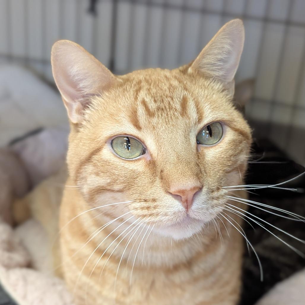 Enlarge Swiffer (Super Boy), a Adoptable Domestic Short Hair in Norfolk, NE image 1/1