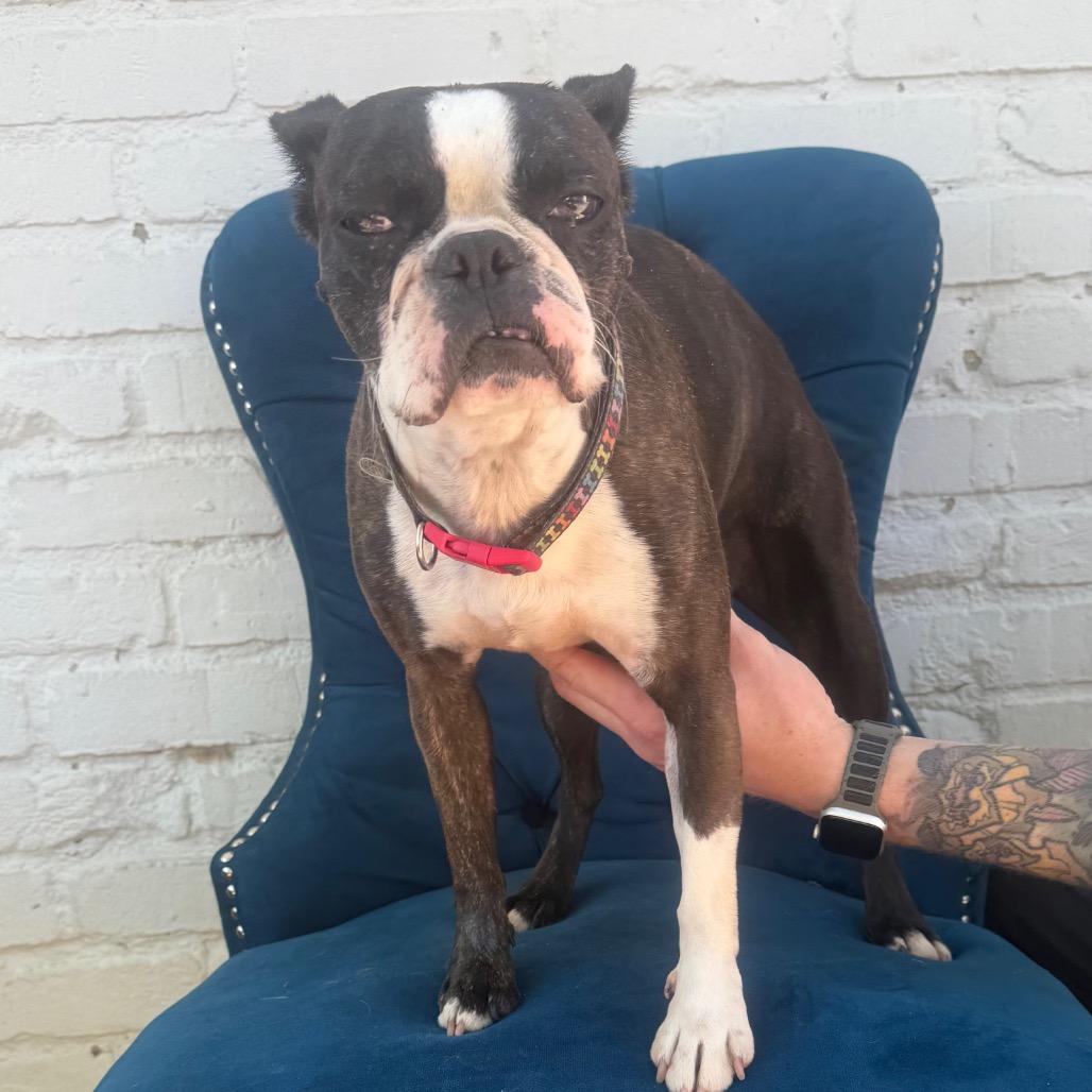 Enlarge Molly, an adopted Boston Terrier in Zionsville, IN image 1/1