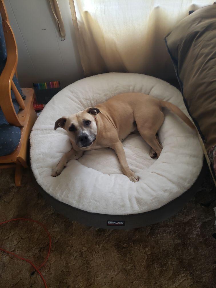 Enlarge Sophia, a ADOPTABLE Pit Bull Terrier in Coarsegold, CA image 3/4